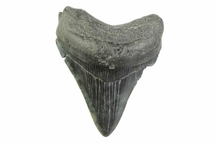 Fossil Megalodon Tooth - South Carolina #341407